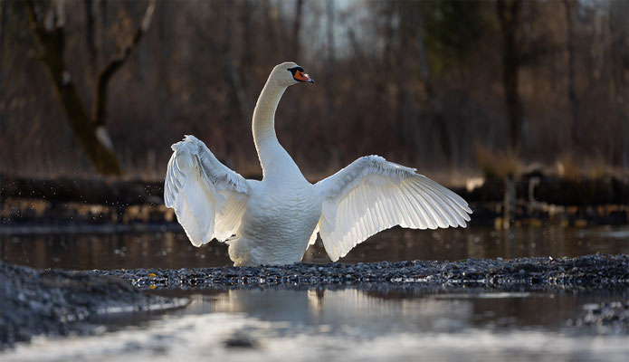 Höckerschwan, momente-der-schoepfung.ch