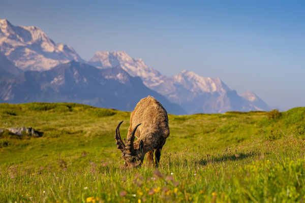 Alpensteinbock, momente-der-schoepfung.ch
