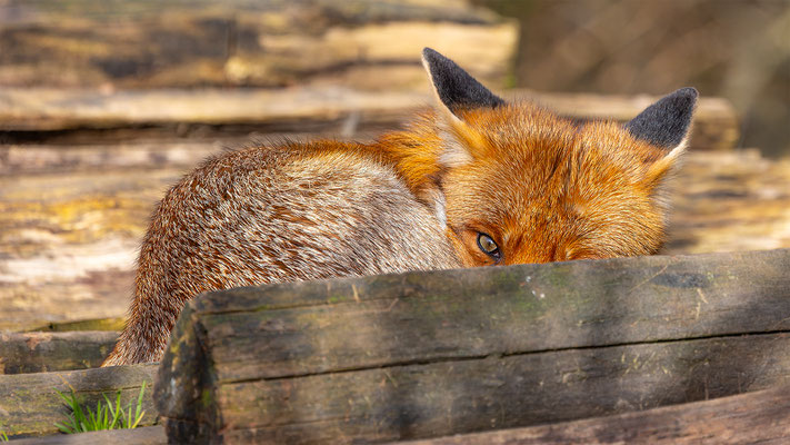 Fuchs, momente-der-schoepfung.ch