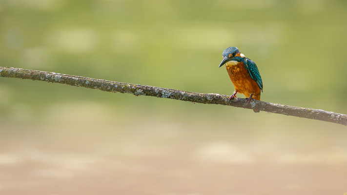 Eisvogel, momente-der-schoepfung.ch