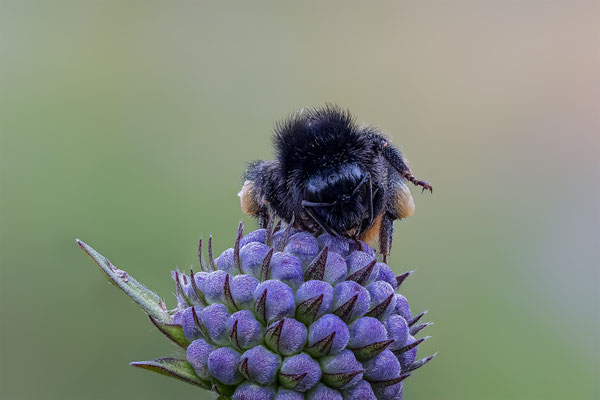 Hummel, ABM1:1, momente-der-schoepfung.ch