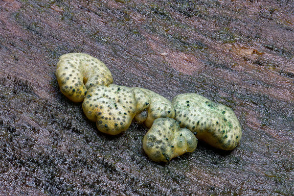  Hypocrea gelatinosa Gelatinöser Kugelpustelpilz, ABM 3.5:1, momente-der-schoepfung.ch