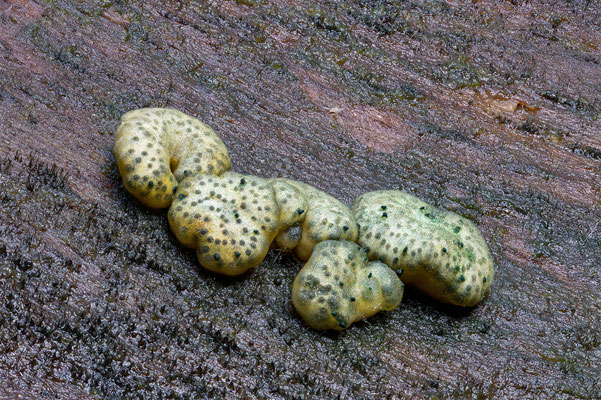  Hypocrea gelatinosa Gelatinöser Kugelpustelpilz, ABM 3.5:1, momente-der-schoepfung.ch