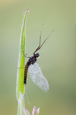 Eintagsfliege, ABM3:1, momente-der-schoepfung.ch