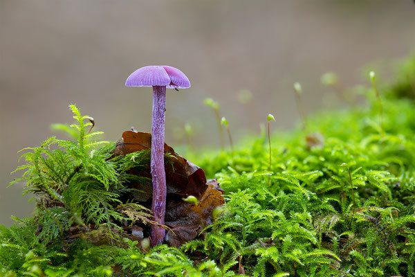 Violette Lacktrichterling, momente-der-schoepfung.ch