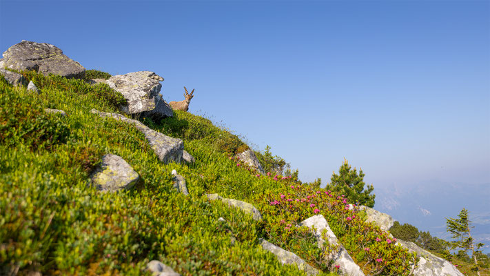 Alpensteinbock, momente-der-schoepfung.ch