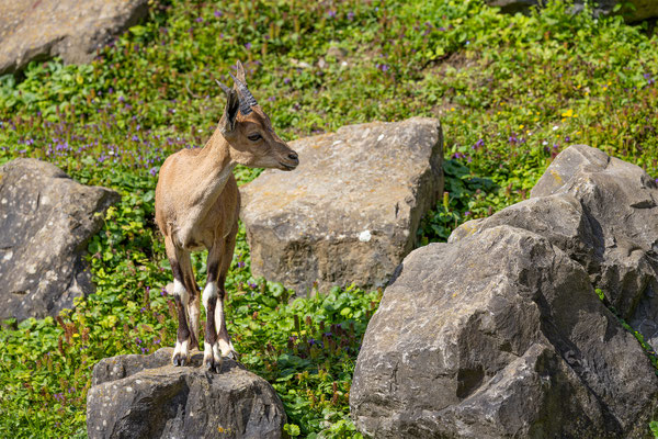 Nubischer Steinbock, Zürcher Zoo, momente-der-schoepfung.ch