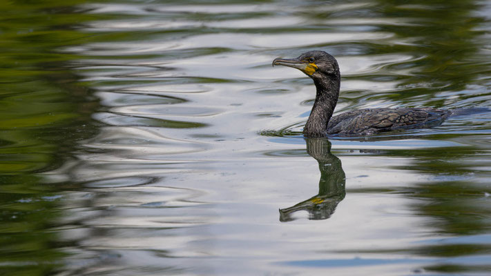Kormoran, momente-der-schoepfung.ch