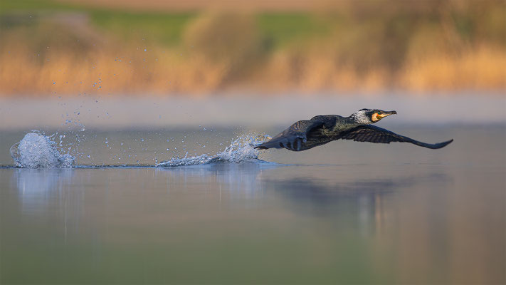 Kormoran, momente-der-schoepfung.ch