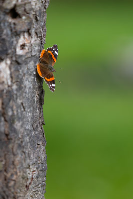Kleiner Fuchs, momente-der-schoepfung.ch