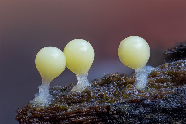Myxomyceten Schleimpilz,Trichia, ABM4:1, momente-der-schoepfung.ch