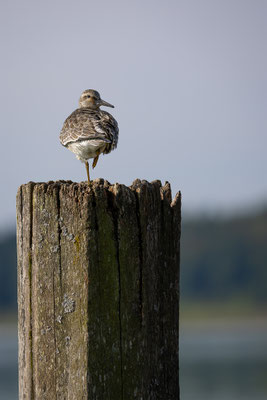 Knutt, momente-der-schoepfung.ch