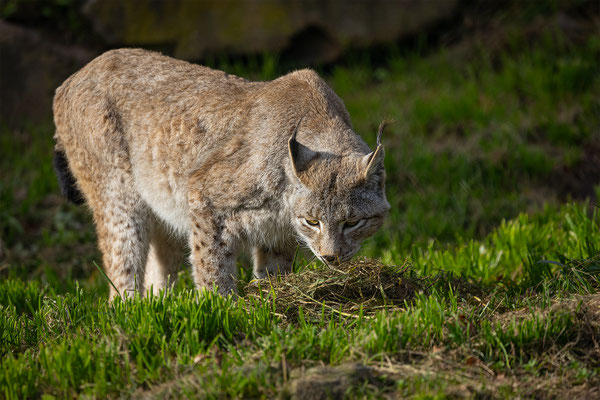 Luchs, momente-der-schoepfung.ch