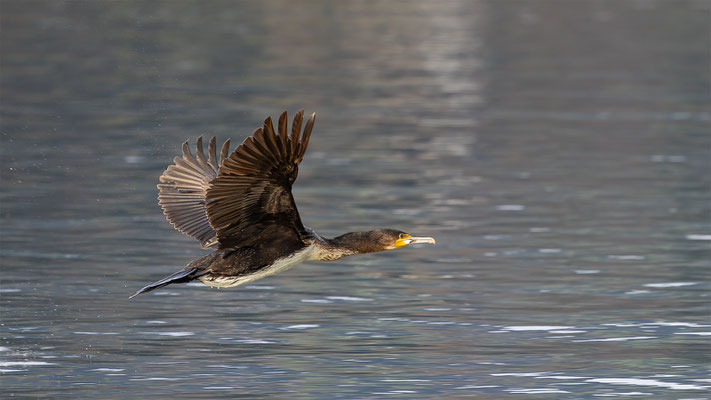 Kormoran, momente-der-schoepfung.ch