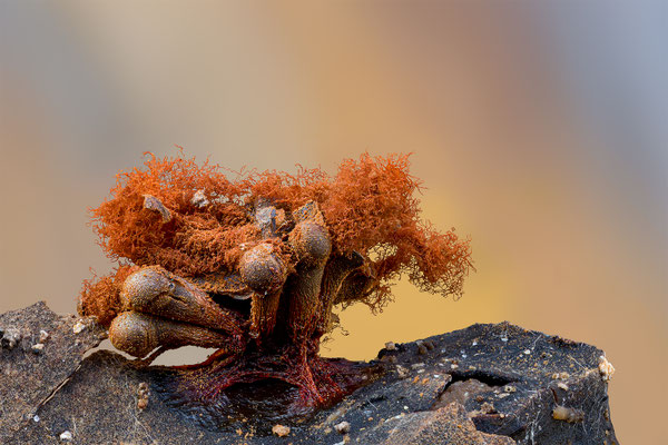 Myxomyceten Schleimpilz, Tricia verrucosa, ABM5:1, momente-der-schoepfung.ch