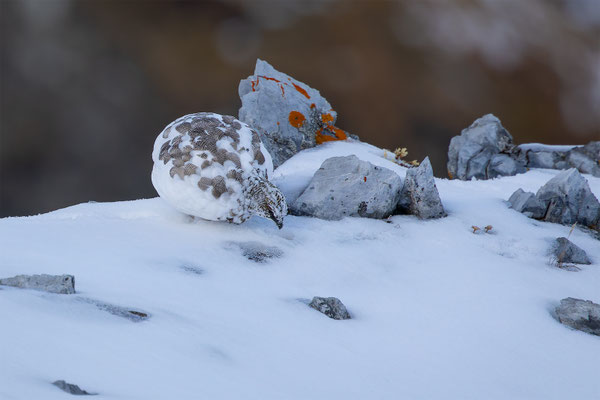 Alpenscheehuhn, momente-der-schoepfung.ch