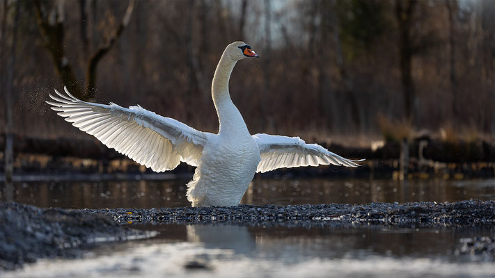 Höckerschwan, momente-der-schoepfung.ch