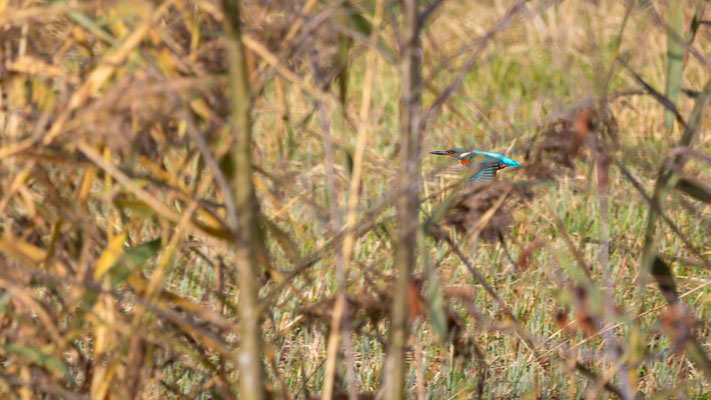 Eisvogel, momente-der-schoepfung.ch