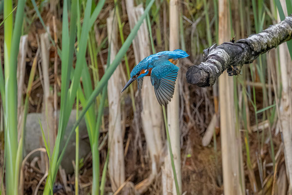 Eisvogel, momente-der-schoepfung.ch