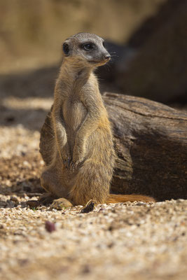 Erdmänchen, Zürcher Zoo, momente-der-schoepfung.ch
