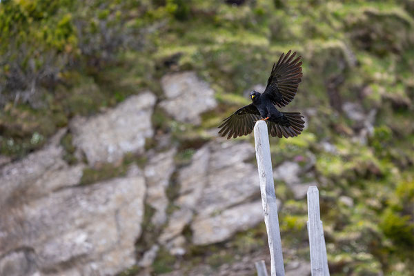 Alpendohle, momente-der-schoepfung.ch