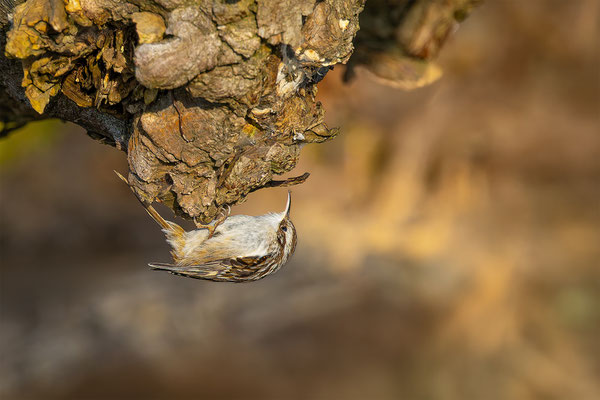 Baumläufer, momente-der-schoepfung.ch