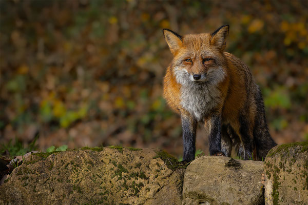 Fuchs, Tierpakt Arth Goldau, momente-der-schoepfung.ch