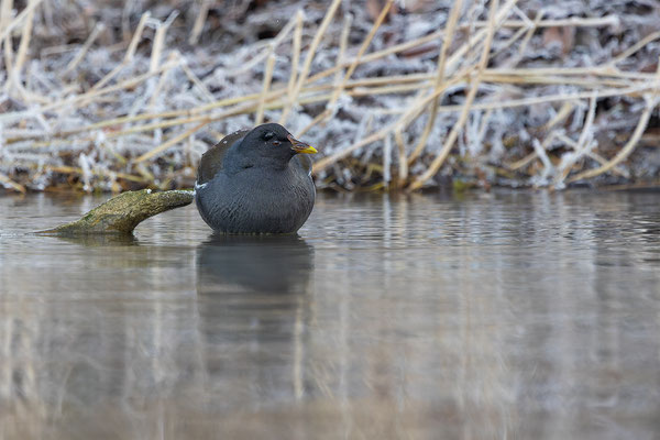 Teichhuhn, momente-der-schoefpung.ch