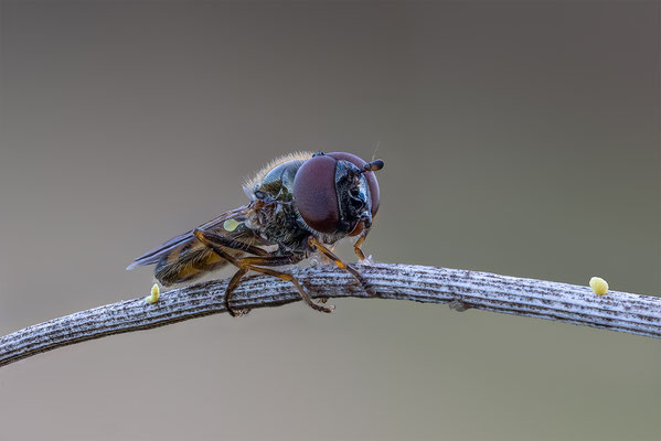 Fliege mir unbekannt, ABM 2.5:1, momente-der-schoepfung.ch