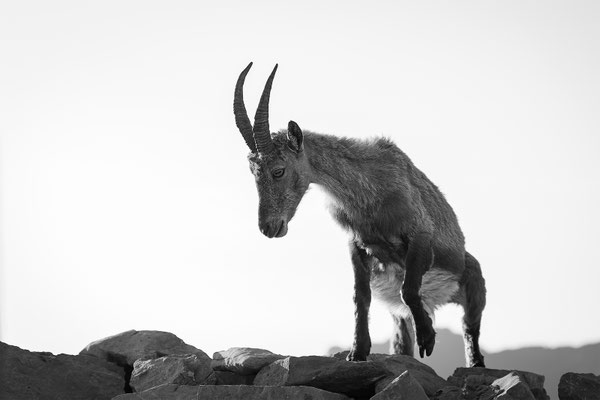Alpensteinbock, momente-der-schoepfung.ch