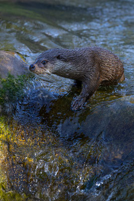 Fischotter Tierpakt Arth Goldau, momente-der-schoepfung.ch
