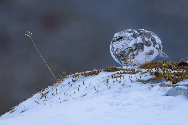Alpenscheehuhn, momente-der-schoepfung.ch