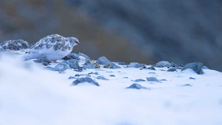 Alpenscheehuhn, momente-der-schoepfung.ch