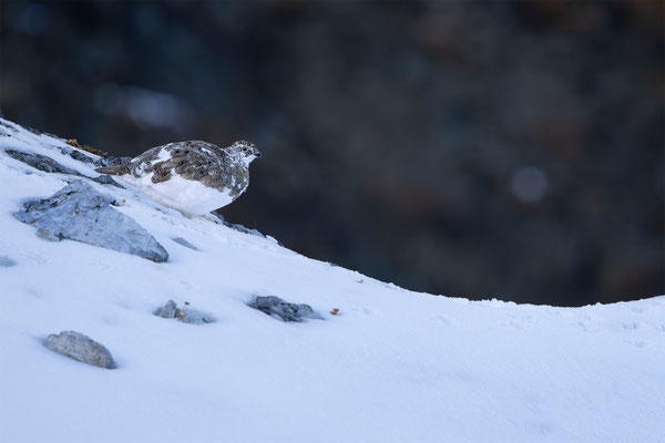 Alpenscheehuhn, momente-der-schoepfung.ch