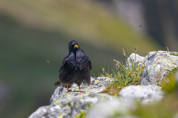 Alpendohle, momente-der-schoepfung.ch