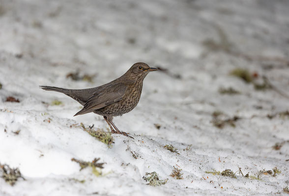 Amsel, momene-der-schoepfung.ch