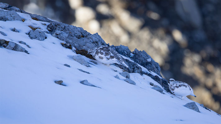 Alpenscheehuhn, momente-der-schoepfung.ch