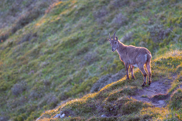 Alpensteinbock, momente-der-schoepfung.ch