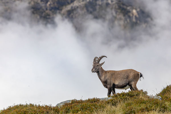Alpensteinbock, momente-der-schoepfung.ch