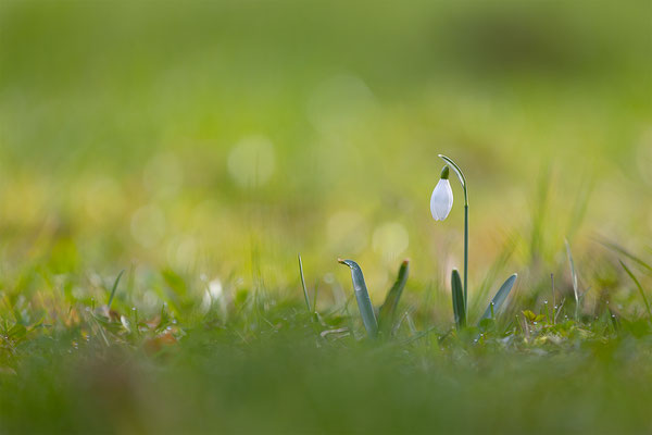 Schneeglöckchen, momente-der-schoepfung.ch