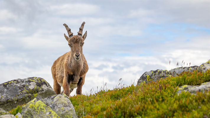 Alpensteinbock, momente-der-schoepfung.ch