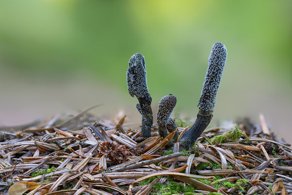 Holzkeule, momente-der-schoepfung.ch
