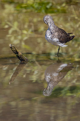 Waldwasserläufer, momente-der-schoepfung.ch