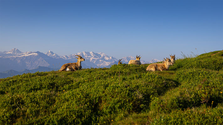 Alpensteinbock, momente-der-schoepfung.ch