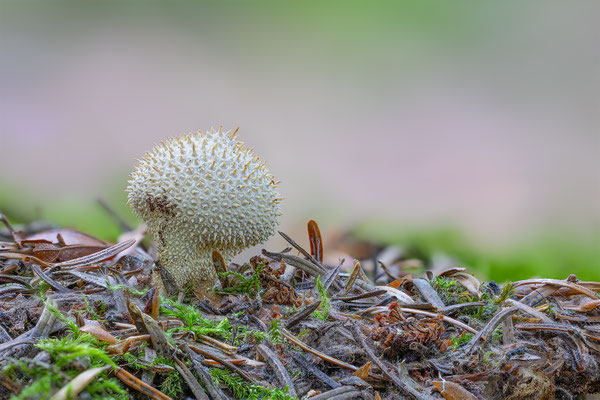 Flaschenbovist, momente-der schoepfung.ch