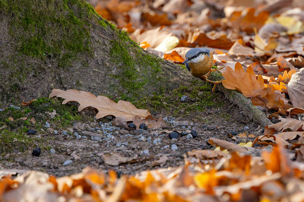 Kleiber, momente-der-schoepfung.ch