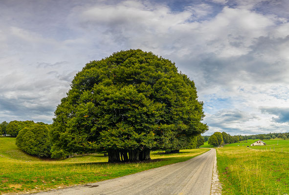 Baum am Cruex de Van, momente-der-schoepfung.ch