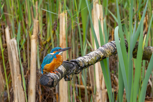 Eisvogel, momente-der-schoepfung.ch
