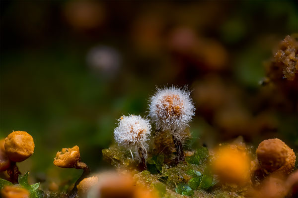 Myxomyceten Schleimpilz, ABM3.5:1, momente-der-schoepfung.ch
