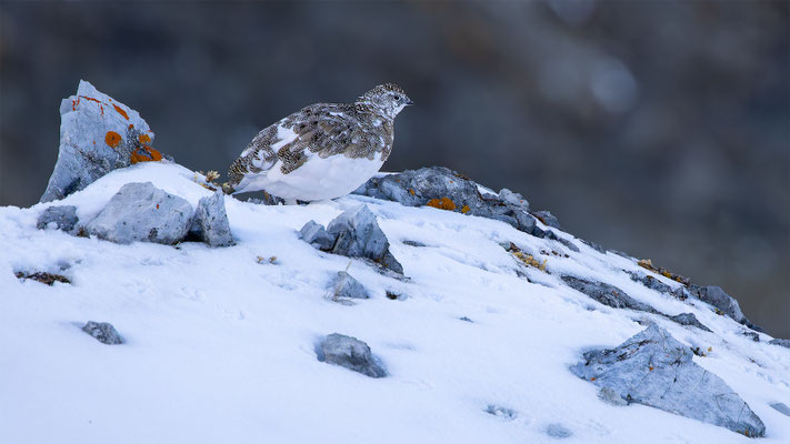 Alpenscheehuhn, momente-der-schoepfung.ch
